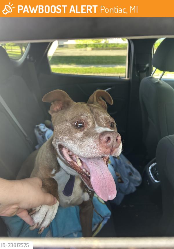 Found/Stray Male Dog last seen Osmun st, Pontiac, MI 48342