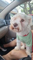 Reunited Male Dog last seen Village on the parkway, Dallas, TX 75254
