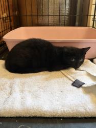 Found/Stray Unknown Cat last seen Below Leatherwood ests neighborhood, Walland, TN 37886