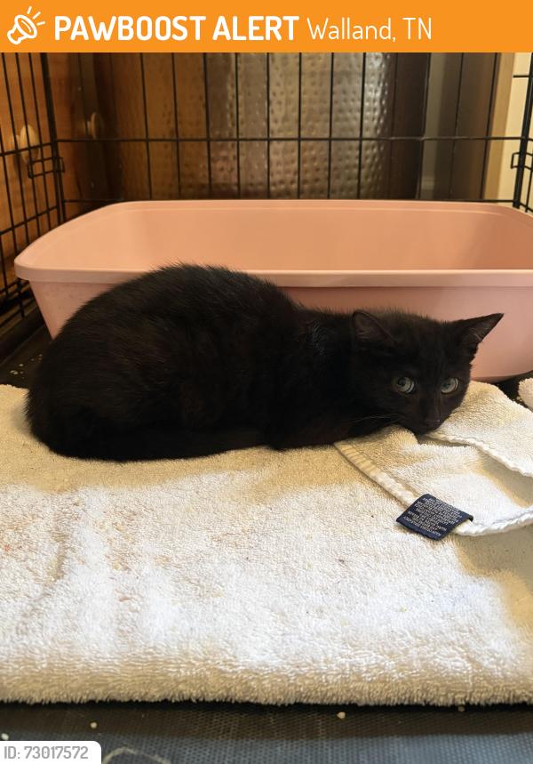 Found/Stray Unknown Cat last seen Below Leatherwood ests neighborhood, Walland, TN 37886