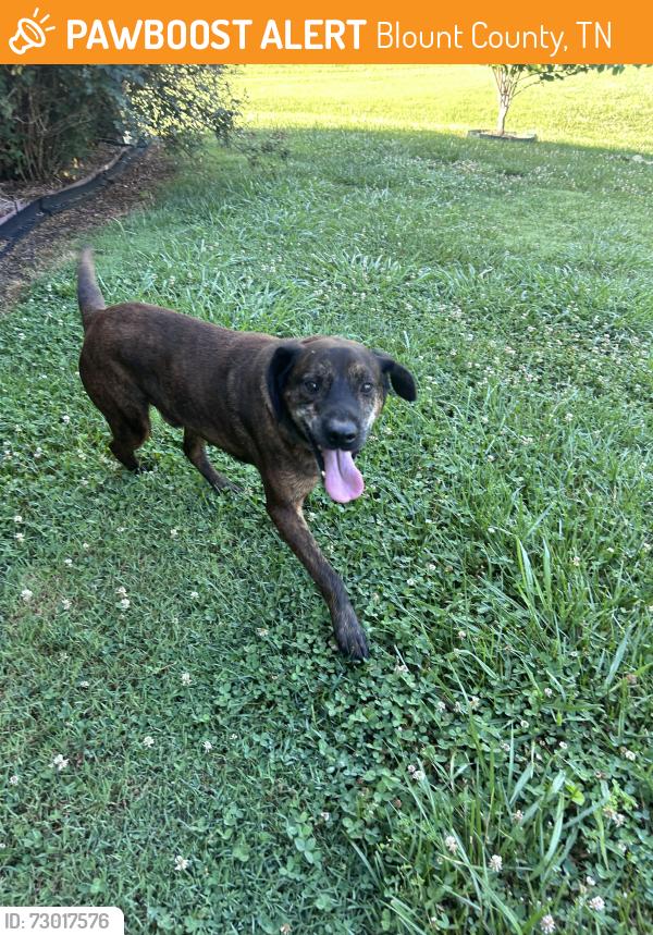 Found/Stray Male Dog last seen Warrior path, tomahawk drive, Blount County, TN 37801