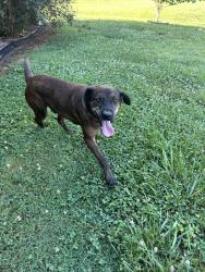 Found/Stray Male Dog last seen Warrior path, tomahawk drive, Blount County, TN 37801
