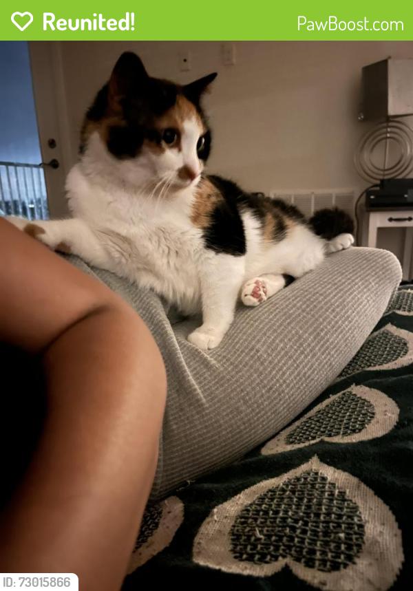 Reunited Female Cat last seen Shookstown rd & Waverley dr, Frederick, MD 21702