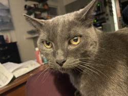 Lost Male Cat last seen Village Farm Dr. & Hidden West, Austin, TX 78724
