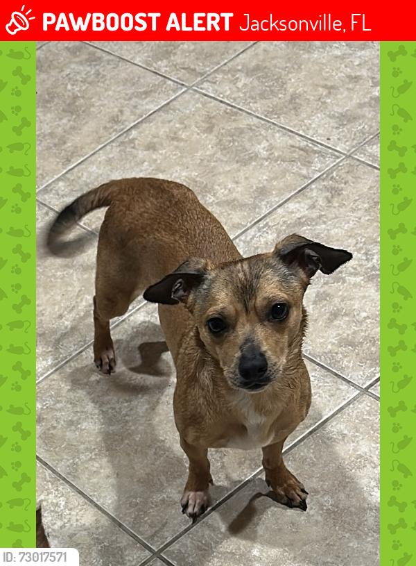 Lost Female Dog last seen Headed up Edgewood Ave N from Acacia St, Dollar General,, Jacksonville, FL 32254