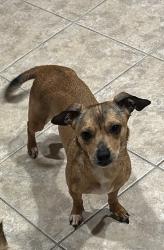 Lost Female Dog last seen Headed up Edgewood Ave N from Acacia St, Dollar General,, Jacksonville, FL 32254