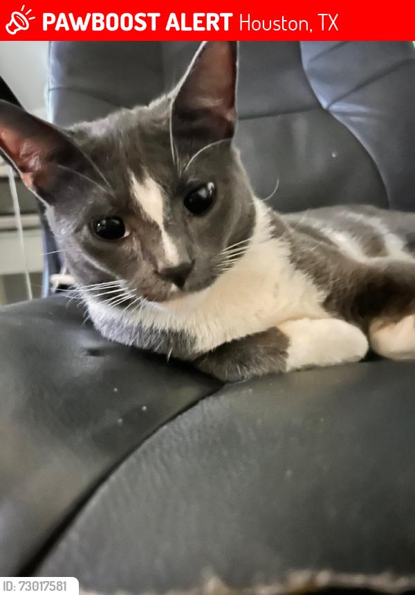 Lost Male Cat last seen Waverly Drive Houston  Texas, Houston, TX 77032