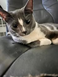 Lost Male Cat last seen Waverly Drive Houston  Texas, Houston, TX 77032