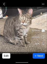 Reunited Male Cat last seen Wayne and paseo, Kansas City, MO 64110