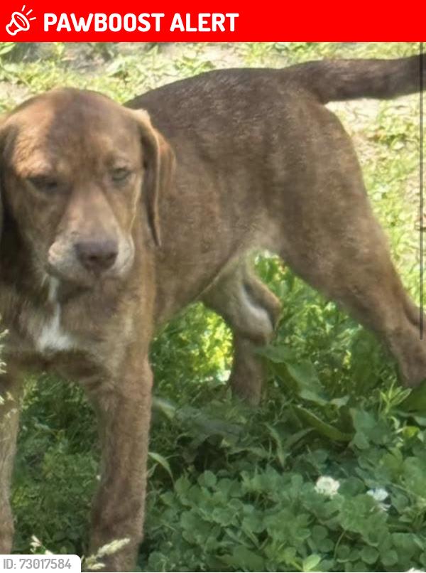 Lost Male Dog last seen last seen on selwyn rd, Cleveland Heights, OH 44112