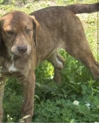Lost Male Dog last seen last seen on selwyn rd, Cleveland Heights, OH 44112
