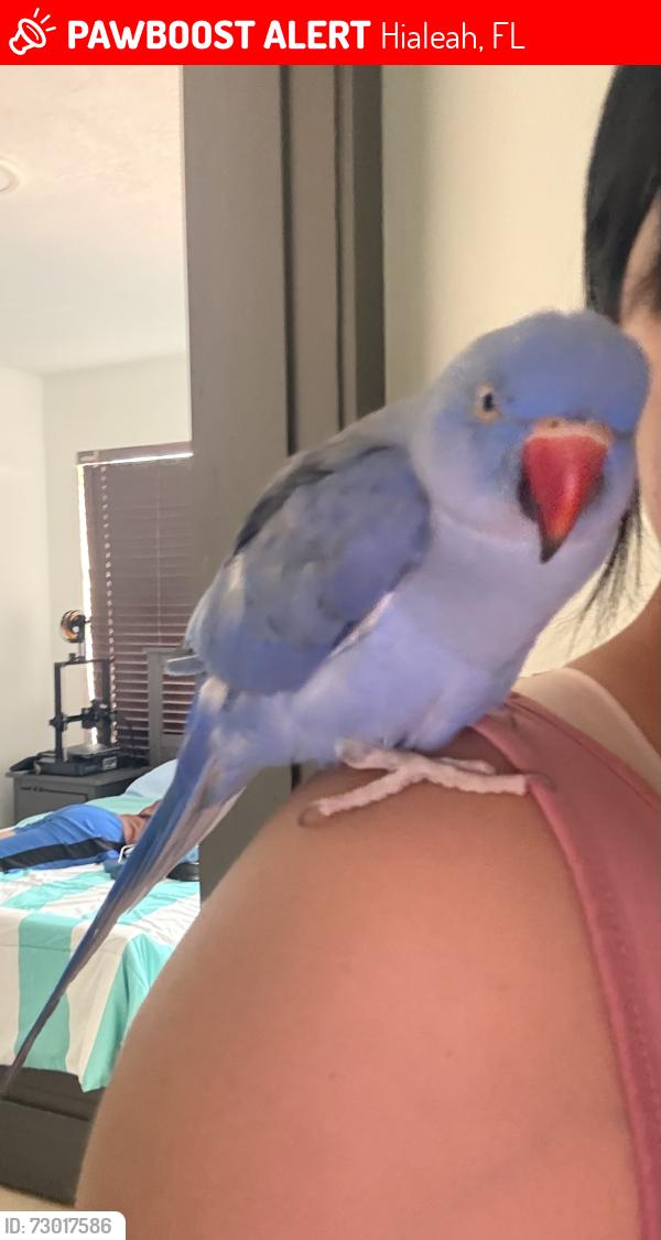 Lost Male Bird last seen Near nw 74 ave Hialeah fl 33015, Hialeah, FL 33015