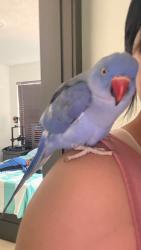 Lost Male Bird last seen Near nw 74 ave Hialeah fl 33015, Hialeah, FL 33015