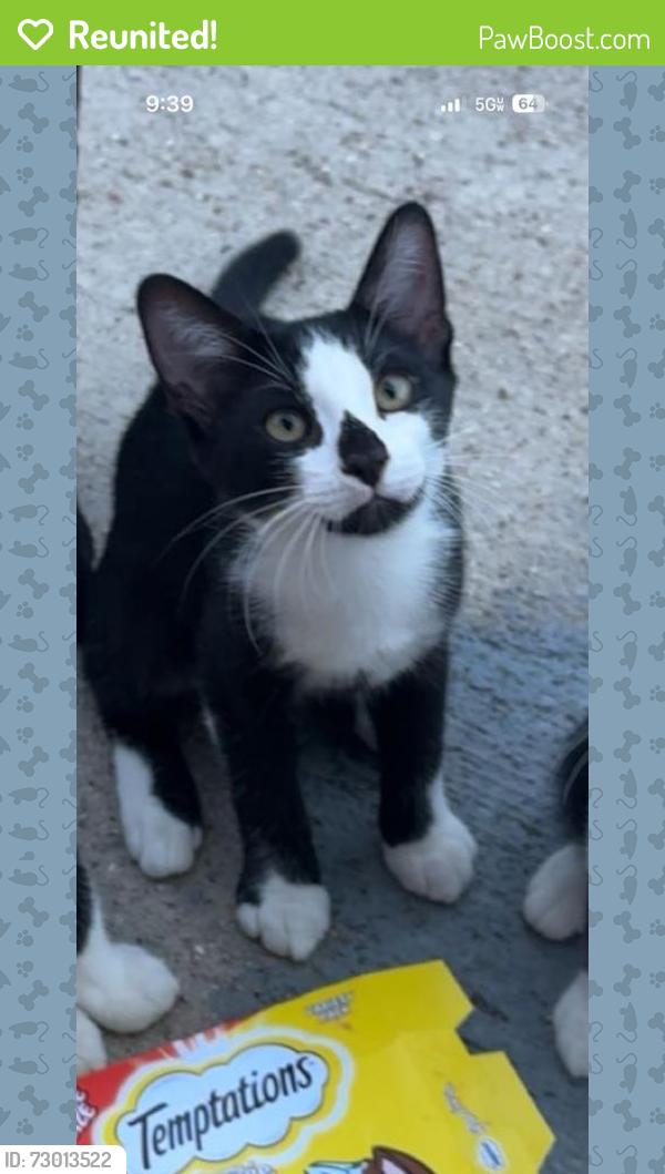 Reunited Male Cat last seen Near troy dr Fort Worth Tx 76123, Fort Worth, TX 76123
