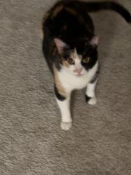 Reunited Female Cat last seen Pains Animal hosp , Wilkes-Barre, PA 18705