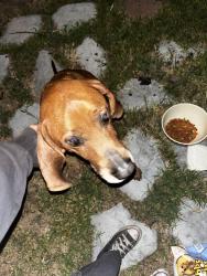 Found/Stray Male Dog last seen Michael hunt dr and durfee, South El Monte, CA 91733
