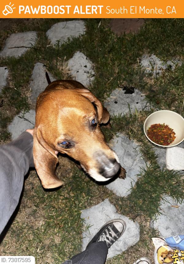 Found/Stray Male Dog last seen Michael hunt dr and durfee, South El Monte, CA 91733