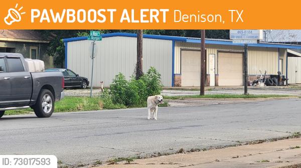 Found/Stray Male Dog last seen Bilo Denison , Denison, TX 75020