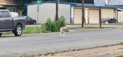 Found/Stray Male Dog last seen Bilo Denison , Denison, TX 75020