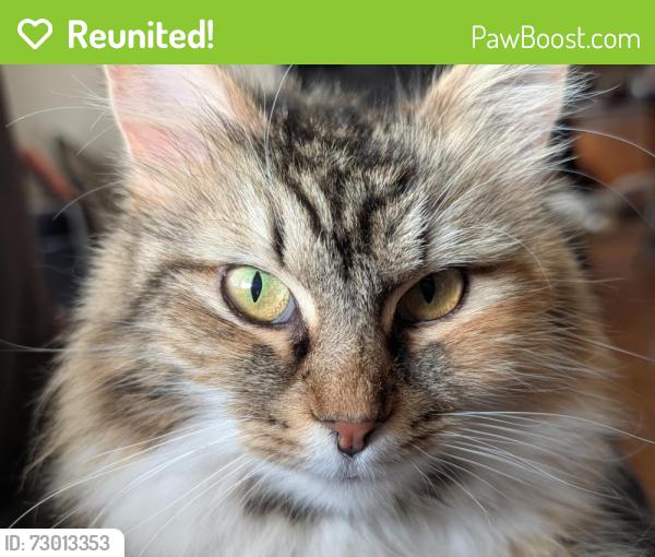 Reunited Female Cat last seen St. John's Woods apmts , Richmond, VA 23225