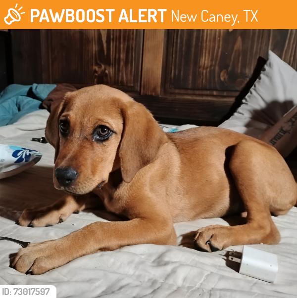 Found/Stray Female Dog last seen Laura Ln & Carpenter Bee, New Caney, TX 77357