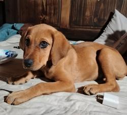 Found/Stray Female Dog last seen Laura Ln & Carpenter Bee, New Caney, TX 77357