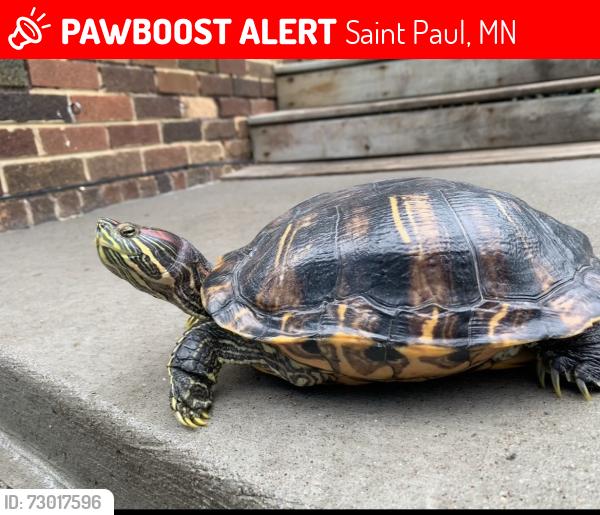 Lost Female Reptile last seen Ohio St and Wyoming St intersection, Saint Paul, MN 55107