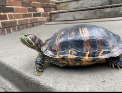 Lost Female Reptile last seen Ohio St and Wyoming St intersection, Saint Paul, MN 55107