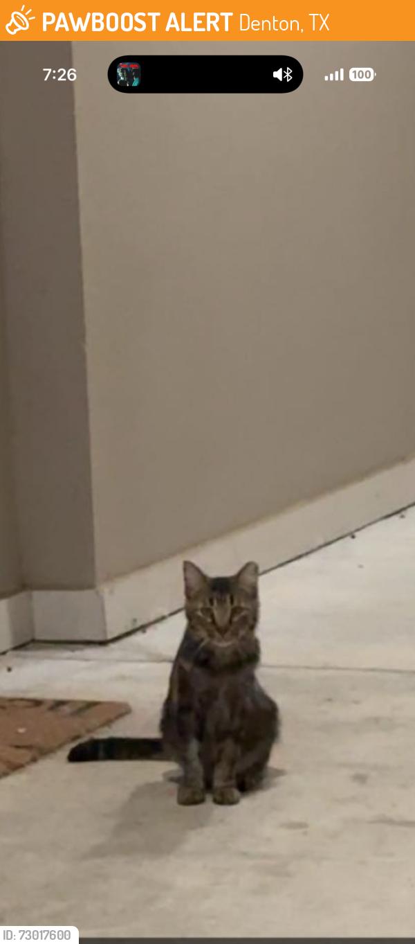 Found/Stray Unknown Cat last seen By guyer highschool , Denton, TX 76210