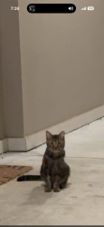 Found/Stray Unknown Cat last seen By guyer highschool , Denton, TX 76210