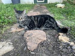 Lost Male Cat last seen S Arkansas St and E Magnolia St, Rogers, AR 72758