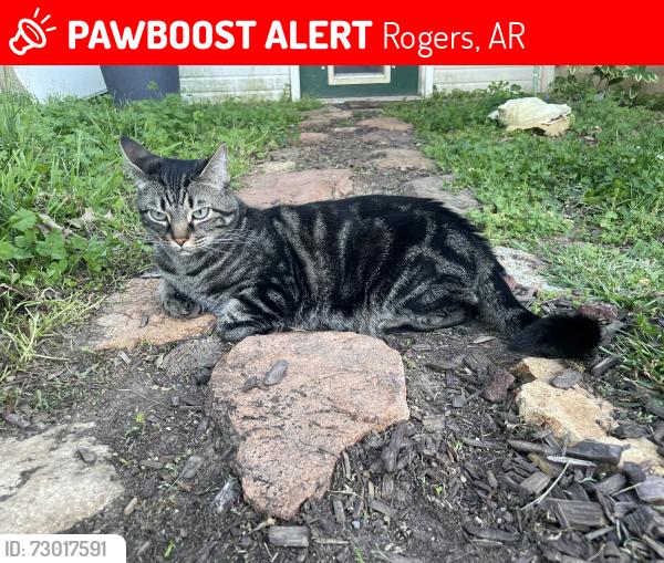 Lost Male Cat last seen S Arkansas St and E Magnolia St, Rogers, AR 72758