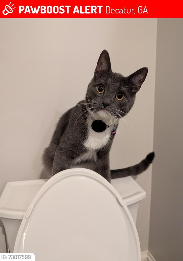 Lost Male Cat last seen West Ponce de Leon Ave., Decatur, GA 30030