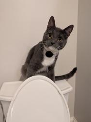 Lost Male Cat last seen West Ponce de Leon Ave., Decatur, GA 30030