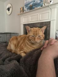 Lost Male Cat last seen Western blvd, Jacksonville, NC 28540