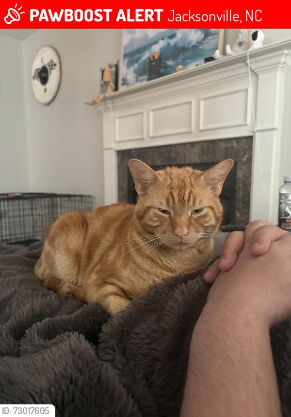 Lost Male Cat last seen Western blvd, Jacksonville, NC 28540