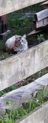 Found/Stray Unknown Cat last seen Lawyers road, belmont rd, Mineral, VA 23117