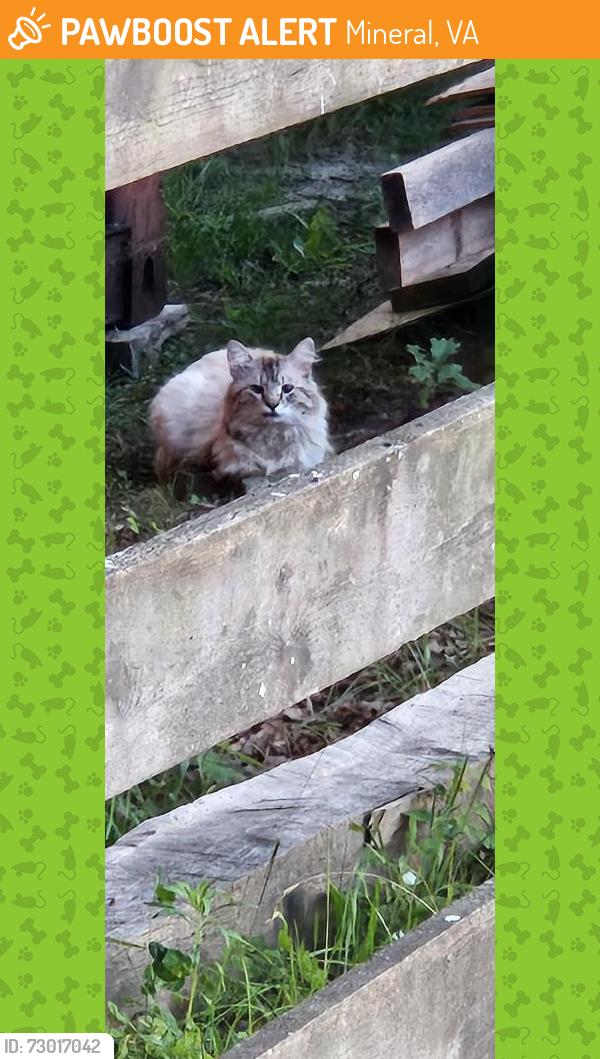 Found/Stray Unknown Cat last seen Lawyers road, belmont rd, Mineral, VA 23117