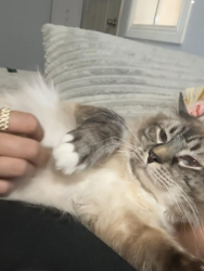 Lost Male Cat last seen Last seen rightoutside , YPG, AZ 85365