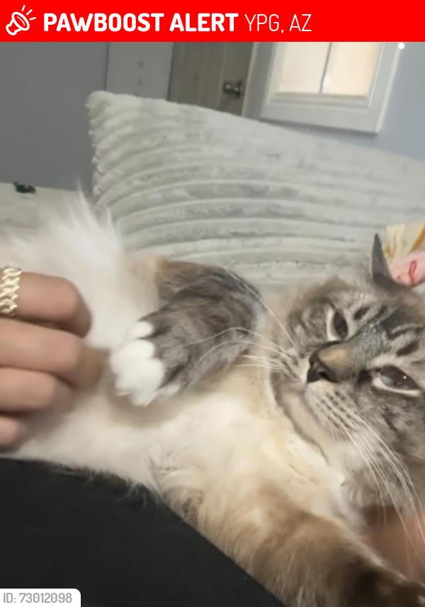 Lost Male Cat last seen Last seen rightoutside , YPG, AZ 85365