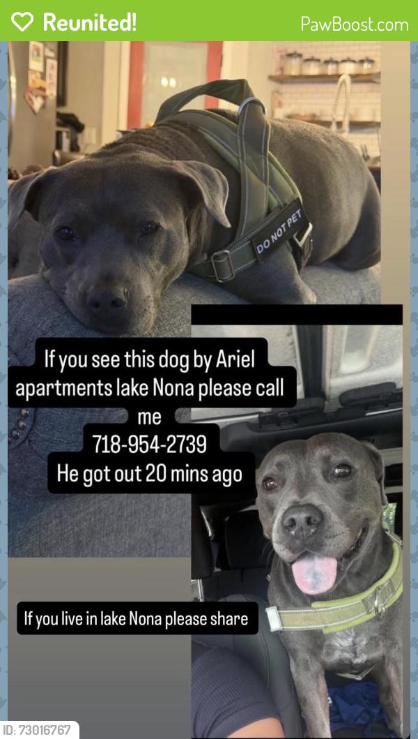 Reunited Male Dog last seen Ariel apmt , Orlando, FL 32832