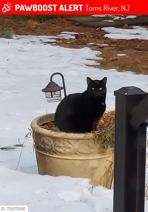 Lost Male Cat last seen Midway, 571, Toms River, NJ 08757