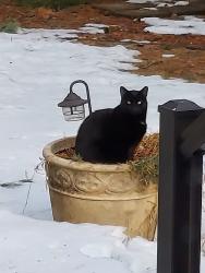 Lost Male Cat last seen Midway, 571, Toms River, NJ 08757