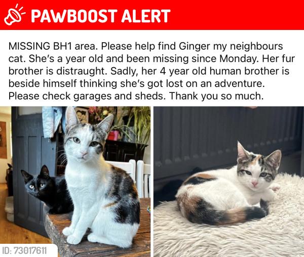 Lost Female Cat last seen Grantham Road near Kings Park School, Bournemouth, Christchurch and Poole, England BH1