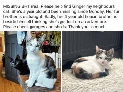 Lost Female Cat last seen Grantham Road near Kings Park School, Bournemouth, Christchurch and Poole, England BH1