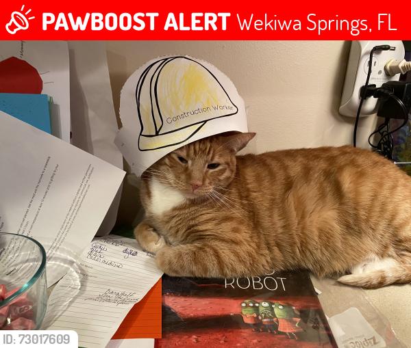 Lost Male Cat last seen Riverbend Blvd/Riverbend Park, Wekiwa Springs, FL 32779