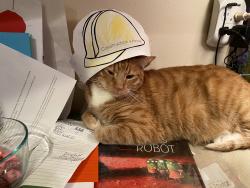 Lost Male Cat last seen Riverbend Blvd/Riverbend Park, Wekiwa Springs, FL 32779