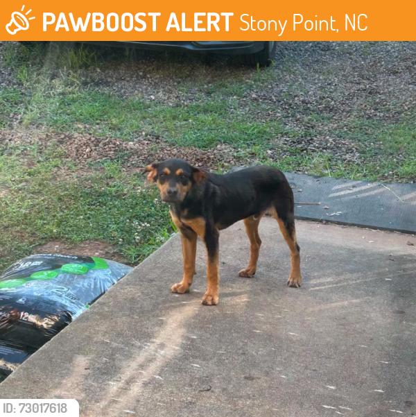 Found/Stray Male Dog last seen Where York rd and stikeleather meet, Stony Point, NC 28678