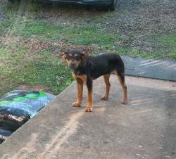 Found/Stray Male Dog last seen Where York rd and stikeleather meet, Stony Point, NC 28678