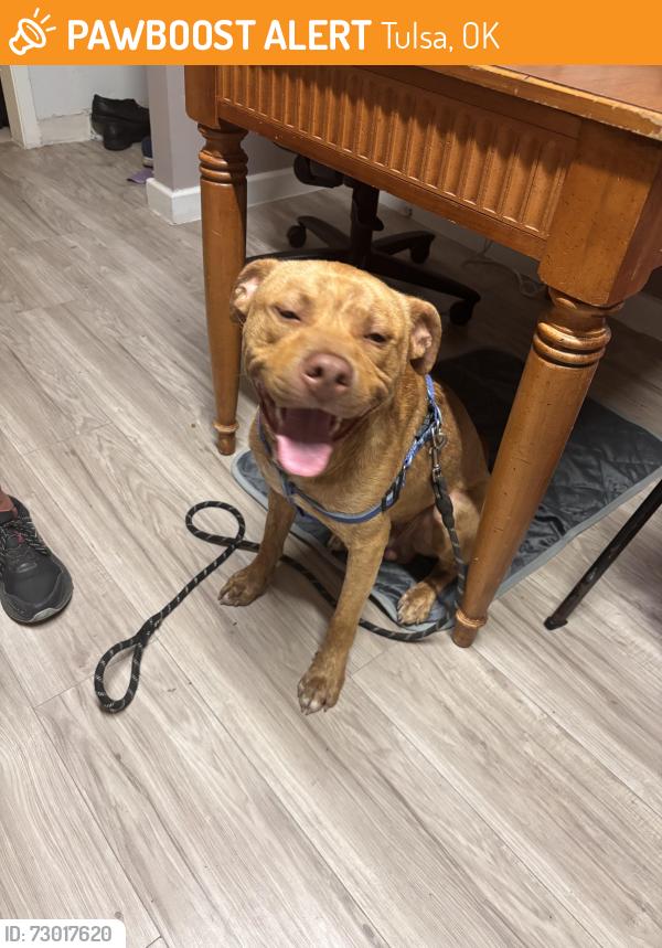 Found/Stray Male Dog last seen Admiral and Memorial, Tulsa, OK 74128